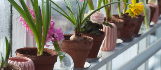 pots de fleurs et jardinières de qualité
