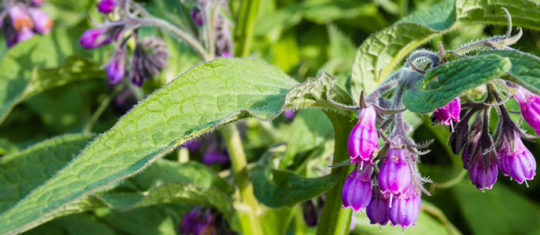 Planter la consoude