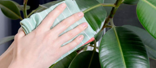 plante