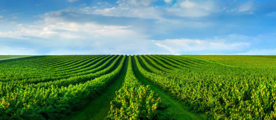 Permaculture