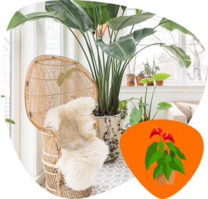 plantes vertes