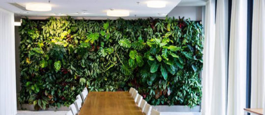 Bienfaits des plantes naturelles