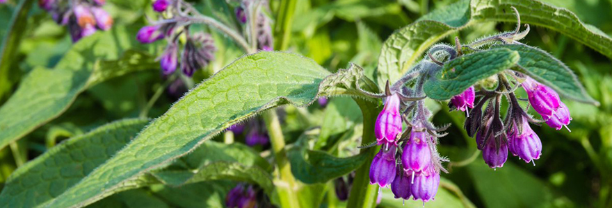 Planter la consoude