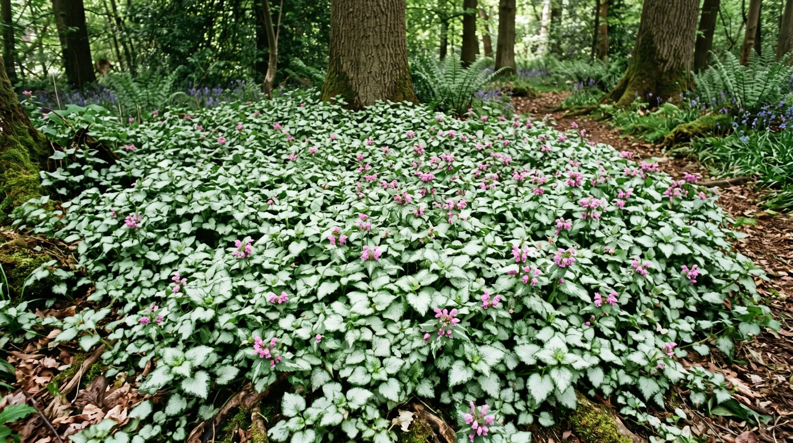 Tapis dense de lamier argenté couvrant le sol à l'ombre sous des arbres, montrant le feuillage panaché argenté et blanc avec quelques fleurs roses